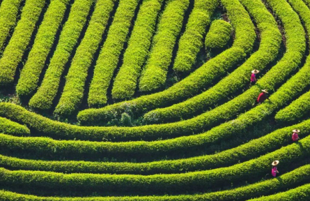 農(nóng)夫山泉泡茶水，創(chuàng)新“茶水”新標(biāo)準(zhǔn)