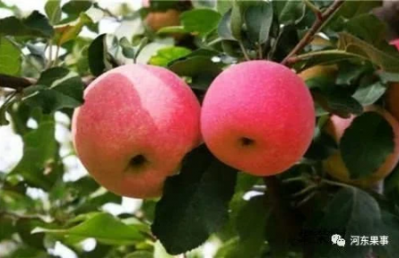 “瑞香紅”品種內(nèi)在品質(zhì)在現(xiàn)有品種中具有極強(qiáng)的比較優(yōu)勢(shì)。