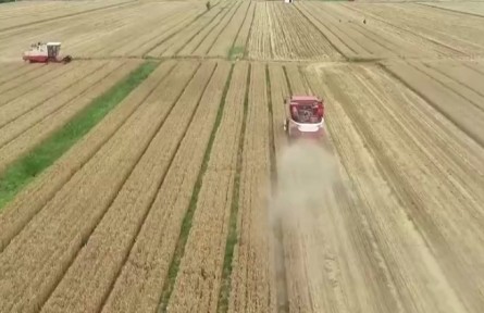 我國秋糧面積預(yù)計增加12.9億畝 豐收有基礎(chǔ)