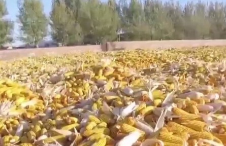 吉林四平：守護(hù)黑土地 保障國家糧食安全