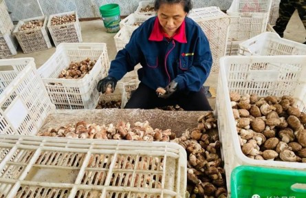 山西平順龍鎮(zhèn)村：香菇富民產(chǎn)業(yè)興