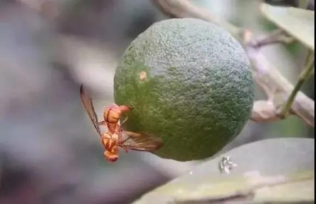 科普 | 蚊子會被核技術(shù)消滅嗎？