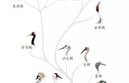 物種故事 | 全球15種鶴，9種的故鄉(xiāng)在中國