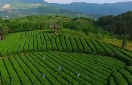 安徽：金融“活水” 助力產(chǎn)業(yè)茁壯成長(zhǎng)