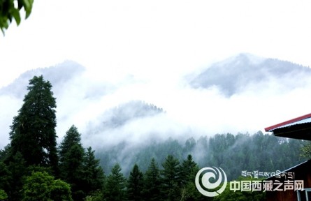 西藏林芝：巴卡村產(chǎn)業(yè)遍地開花