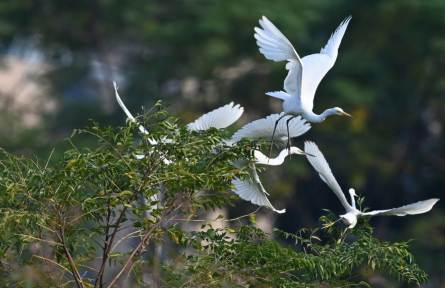 生態(tài)保護補償制度 ecological compensation mechanism
