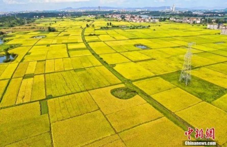 中西方豐收節(jié)有何文化共性？