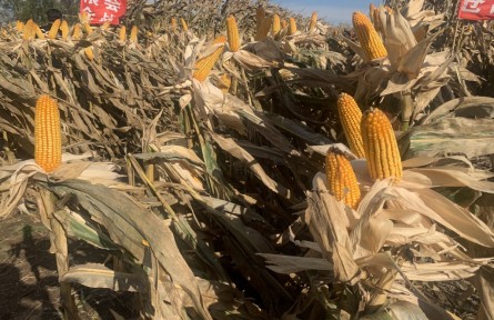 吉林：連續(xù)4年實(shí)現(xiàn)“噸糧田” 保護(hù)性耕作“梨樹(shù)模式”顯成效