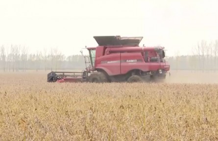 黑龍江綏化：大豆喜獲豐收 收割銷(xiāo)售兩不誤