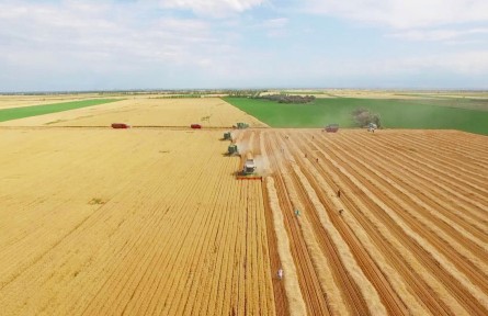 新疆：節(jié)糧減損，他們這樣干