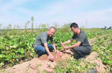 山東煙臺：農(nóng)業(yè)科技助力鄉(xiāng)村振興 山塂薄地長出黃金蜜薯