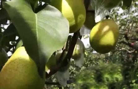 豐收中國(guó)·天津：萬(wàn)畝梨園果飄香 科學(xué)種植助豐收