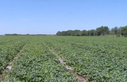 新疆兵團：今年將完成140萬畝高標準農(nóng)田建設