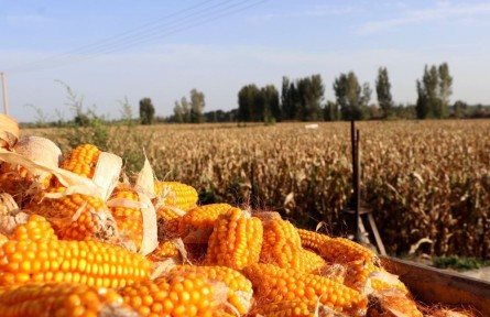 甘肅：“田保姆”讓村民當起“甩手掌柜”
