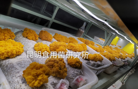 昆明食用菌研究所赴陜西柞水開(kāi)展金耳栽培技術(shù)服務(wù)