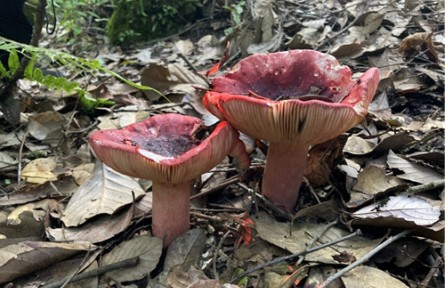 昆明食用菌研究所開(kāi)展省重大科技專項(xiàng)子課題實(shí)施進(jìn)展情況自查及技術(shù)服務(wù)指導(dǎo)
