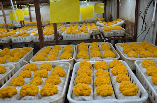 昆明食用菌研究所聯(lián)合開(kāi)發(fā)金耳工廠化栽培技術(shù)成效初現(xiàn)