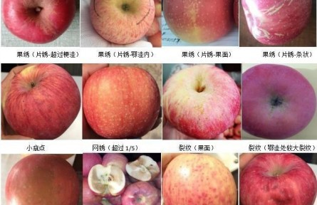 92、成果名稱：蘋果商貿流通質量分級檢驗與標準化控制
