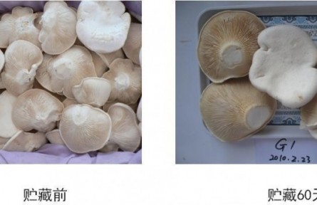 19、成果名稱：食用菌貯運保鮮技術(shù)