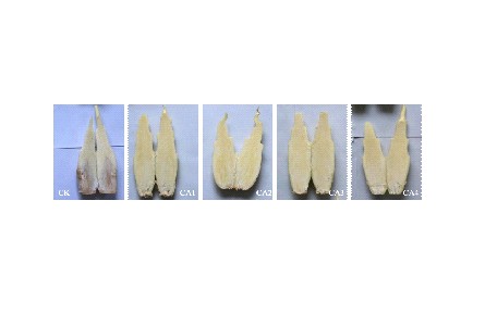 18、成果名稱：茭白氣調(diào)保鮮技術(shù)