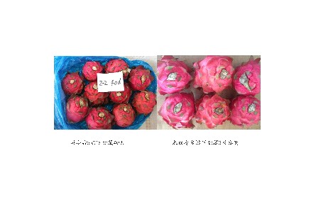 11、成果名稱：火龍果貯藏保鮮關(guān)鍵技術(shù)