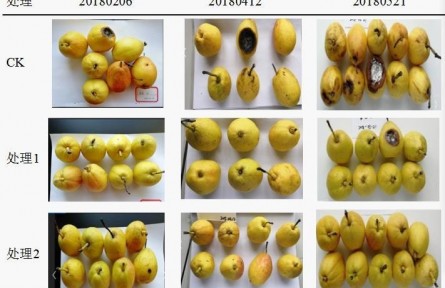 3、成果名稱：梨貯運品質(zhì)質(zhì)量控制關(guān)鍵技術(shù)