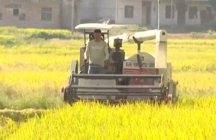 豐收中國·湖南衡陽：稻谷飄香農(nóng)機(jī)忙 糧食豐收有保障
