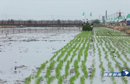 天津西青區(qū)小站稻秧苗乘坐智能插秧機(jī)跑出加速度