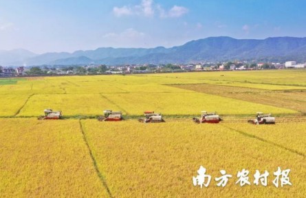 美“稻”了！廣東絲苗米喜豐收