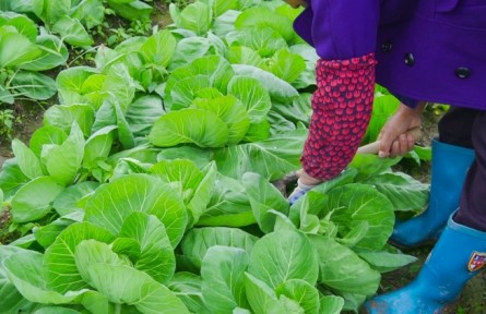包心菜生長期的養(yǎng)護(hù)要點(diǎn)