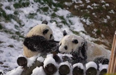 快來圍觀秦嶺大熊貓打雪仗！