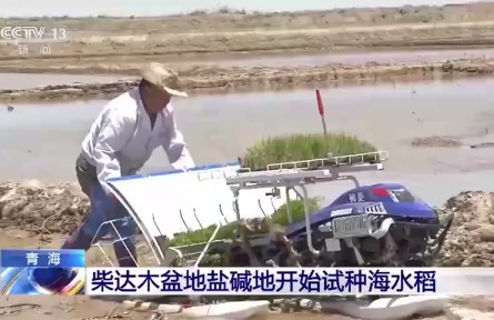 了不起！袁隆平團(tuán)隊(duì)在柴達(dá)木盆地鹽堿地試種“海水稻”