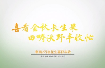 安徽阜南：兩萬畝花生喜獲豐收