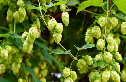 物種故事 | 啤酒花：啤酒苦不苦，我說了算