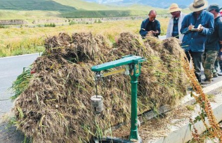 青海貴德縣藏蓋村：在“蔥”滿希望的鄉(xiāng)野上