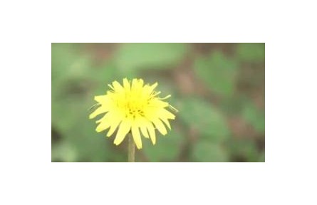 夏末秋初花粉過敏高發(fā) 誰是罪魁禍首？