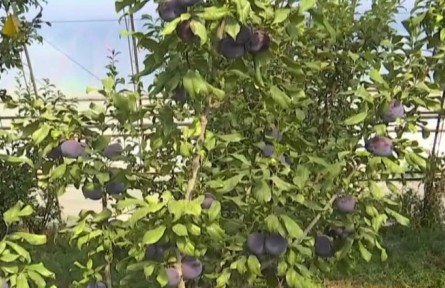 甘肅酒泉：人勤冬不閑 溫室增收忙