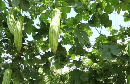 海南：冬季瓜菜陸續(xù)上市 出島產量達45萬噸
