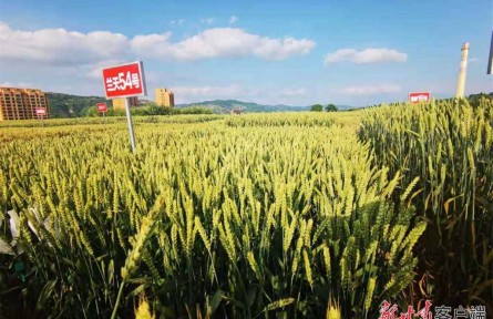 甘肅：糧食總產量再創(chuàng)歷史新高