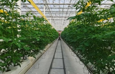加快推進設施種植機械化，山東這樣干