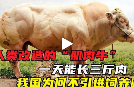 人類改造的“肌肉?！? 一天能長三斤肉
