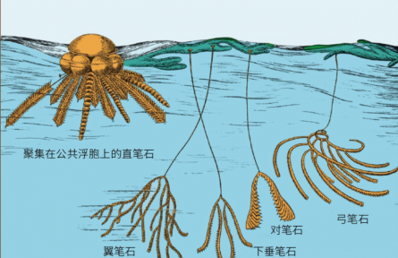 科普知識 | 這種動物愛“涂鴉”，還能發(fā)現(xiàn)大油田？