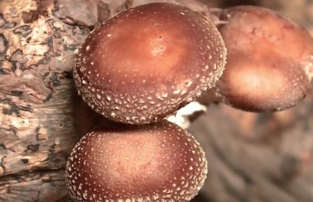 香菇層架栽培技術(shù)