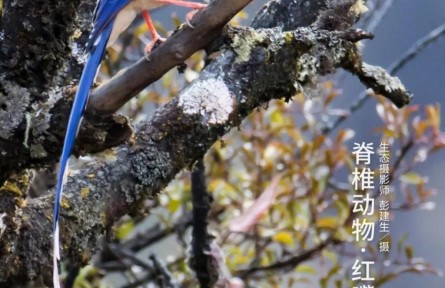 物種故事 | 紅嘴藍(lán)鵲：你的好奇，可能會害得我“拋妻棄子”