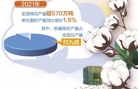 主產(chǎn)區(qū)3000多萬畝棉花已被陸續(xù)收購——棉花量穩(wěn)質(zhì)升 種棉收益增長