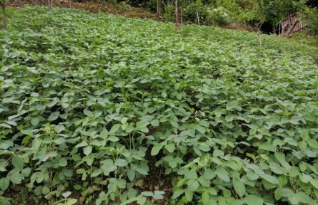 云南怒江獨龍江鄉(xiāng)：防止耕地“非糧化” 穩(wěn)定發(fā)展糧食生產(chǎn)