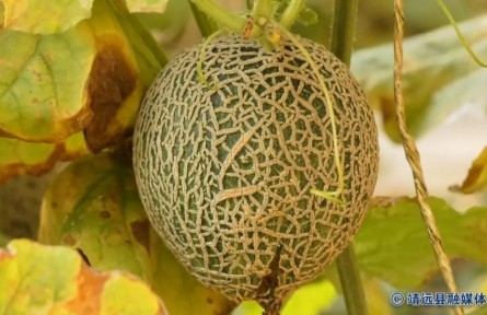 甘肅靖遠：首批“脆皮蜜瓜”新鮮上市