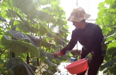 寧夏固原廣和村：冬閑人不閑 增產(chǎn)又增收