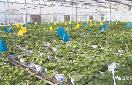 青?；ブ焊咴葺N植帶動農(nóng)民增收致富