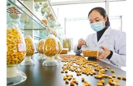“中國糧主要用中國種”，為糧食安全筑牢種業(yè)基石